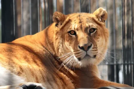Adventure-Travel-Thorne-Travel-Choose-Adventure-with-Thorne-Travel-Content-Liger.webp