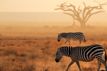 Africa-Thorne-Travel-Kenya.png