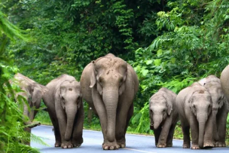 Asia-and-Far-East-Destination-Page-Thailand-1.webp