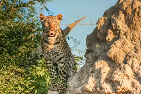 Botswana (4)