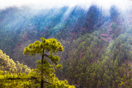 La Palma (7)