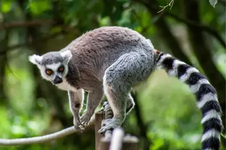Madagascar (3)
