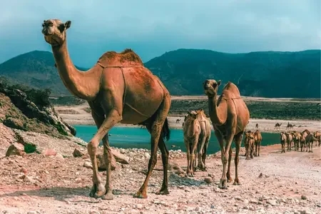 Oman (4)