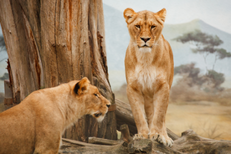 Safari-7.png