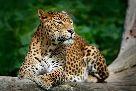 Sri Lanka (4)