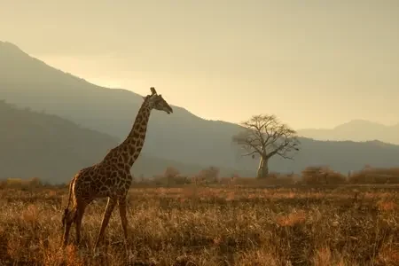 Tanzania (2)
